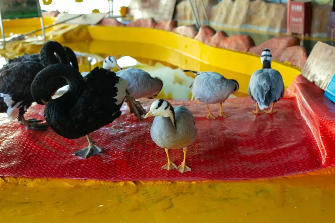 海洋剧场秀、丛林萌宠乐园、风车向阳花，昆明热闹新春，属于它