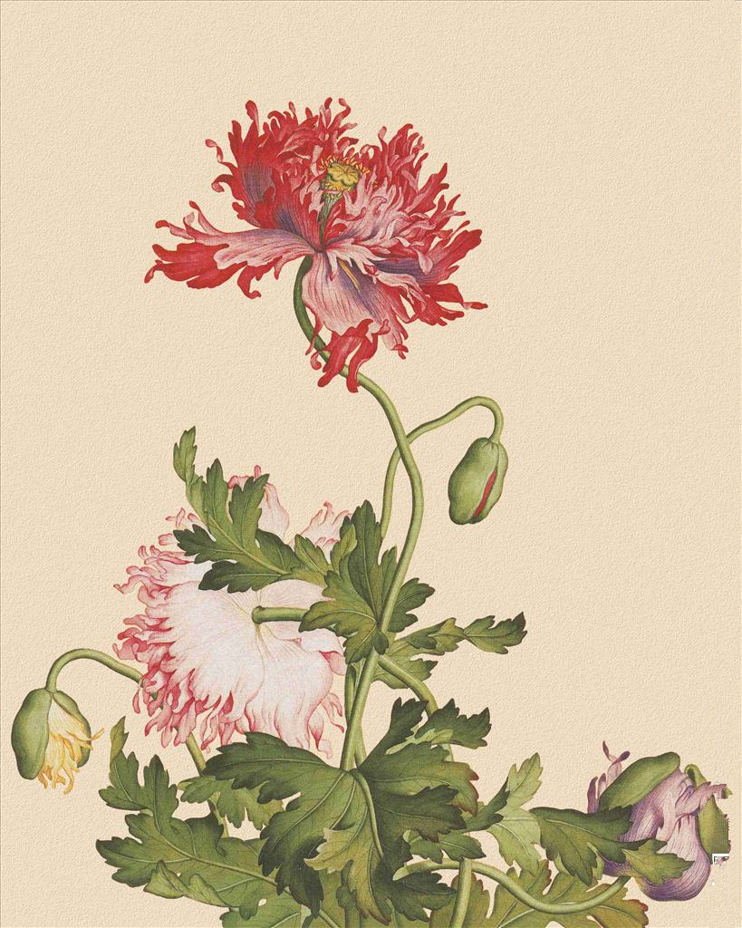 菊花的品格和精神,菊花的美丽什么意思