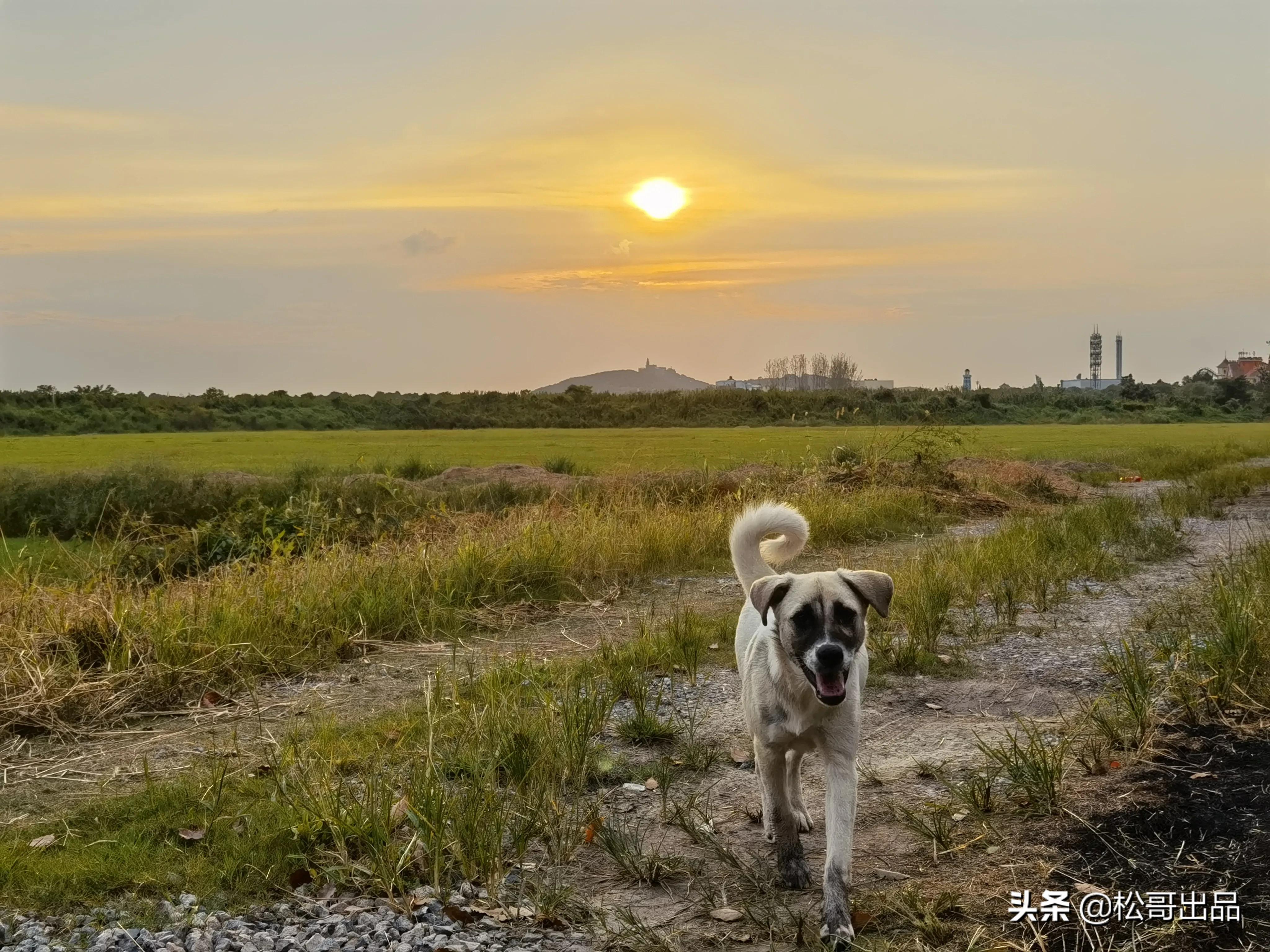 农家田园共享菜园,田园生活乐趣多上海菜园