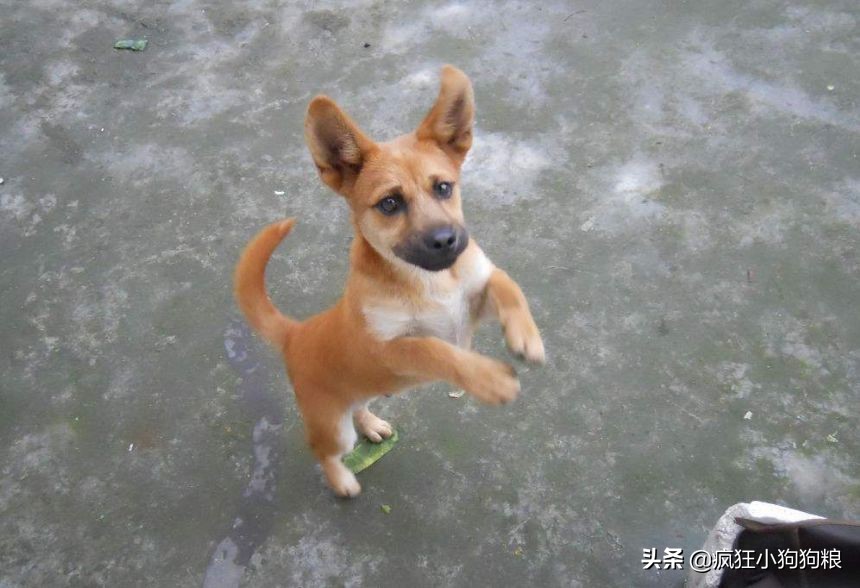 战斗力最强的土狗是什么品种,这40种土狗其实都是超酷的品种犬