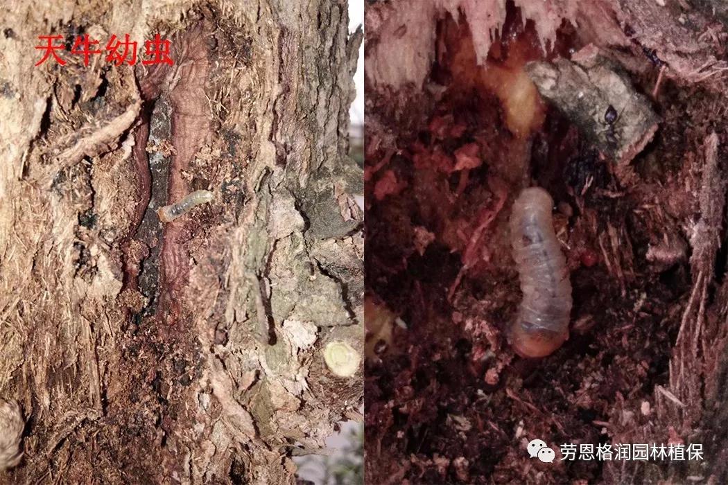 园林春季害虫的预防方法,常见园林害虫种类及主要特征