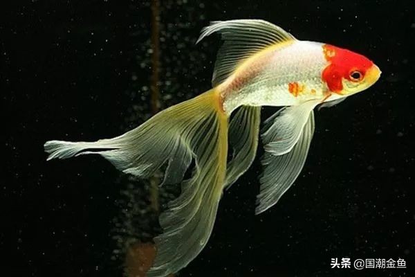 草种金鱼的饲养技术与方法图解,草金鱼裸缸养鱼好还是造景缸养好