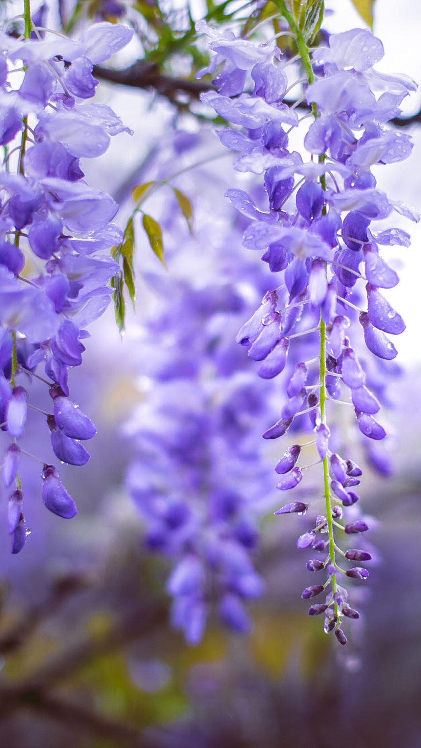 惆怅春归留不得抒发了什么感情,惆怅春归