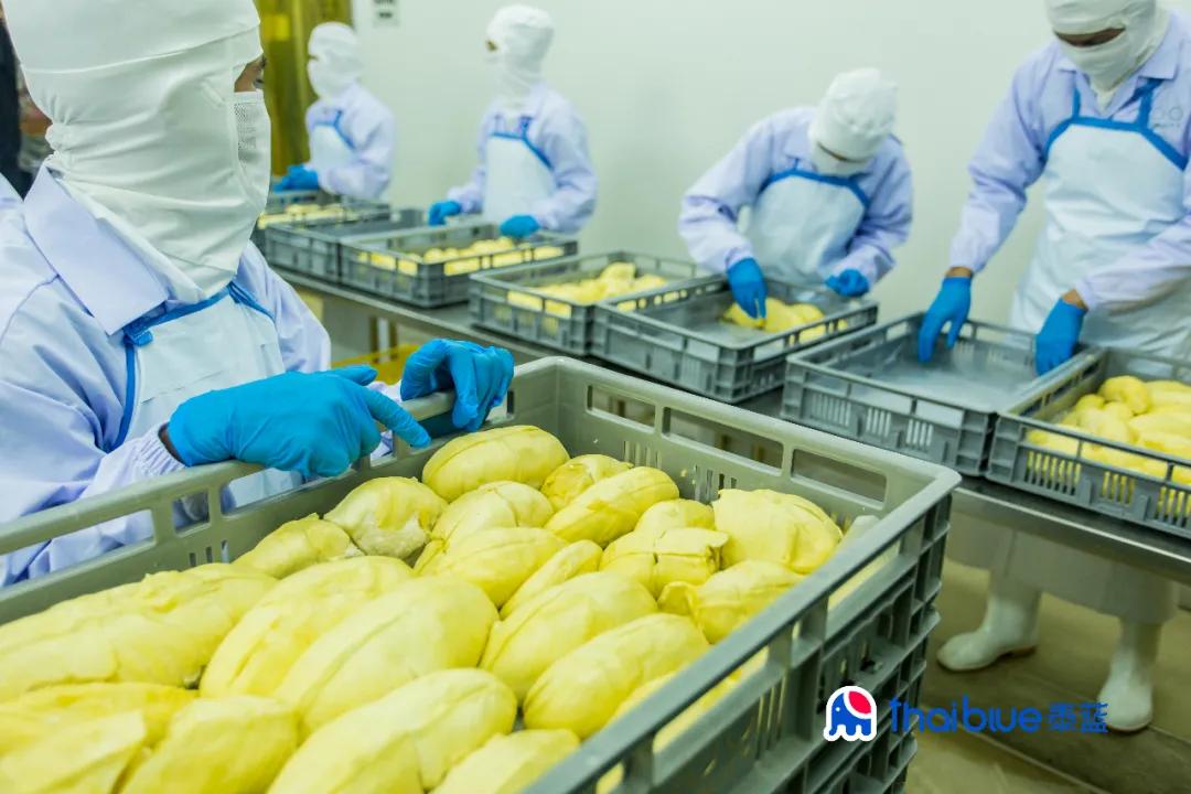 泰国金枕头和金枕榴莲有区别吗,泰国金枕头榴莲是什么意思