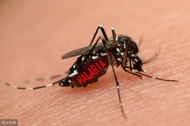 什么蚊香驱蚊效果最好又安全,驱蚊什么靠谱