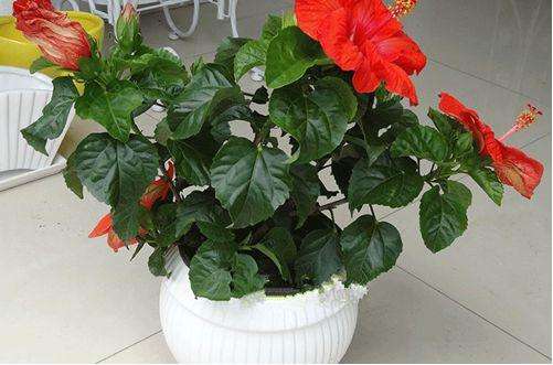 堪称开花机器的4种花,四季开花木本花卉盆栽有哪些品种