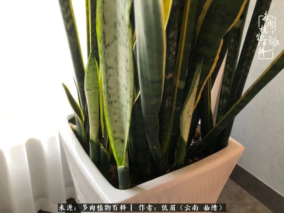 多肉怎么养度夏,多肉怎么养之度夏篇