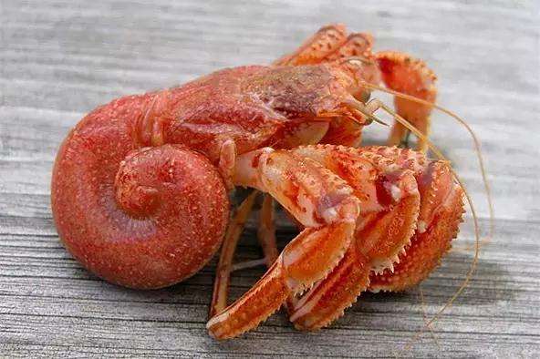 大连长海县海鲜自助,长海县海鲜预订