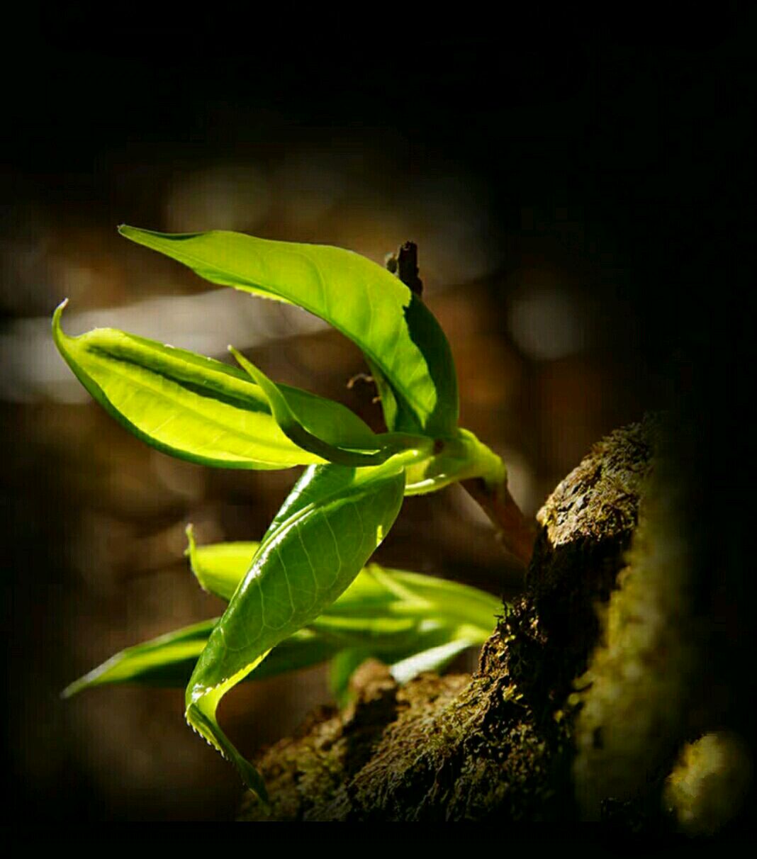 品牌普洱茶哪一款口粮茶性价比高,普洱茶大厂茶是哪些