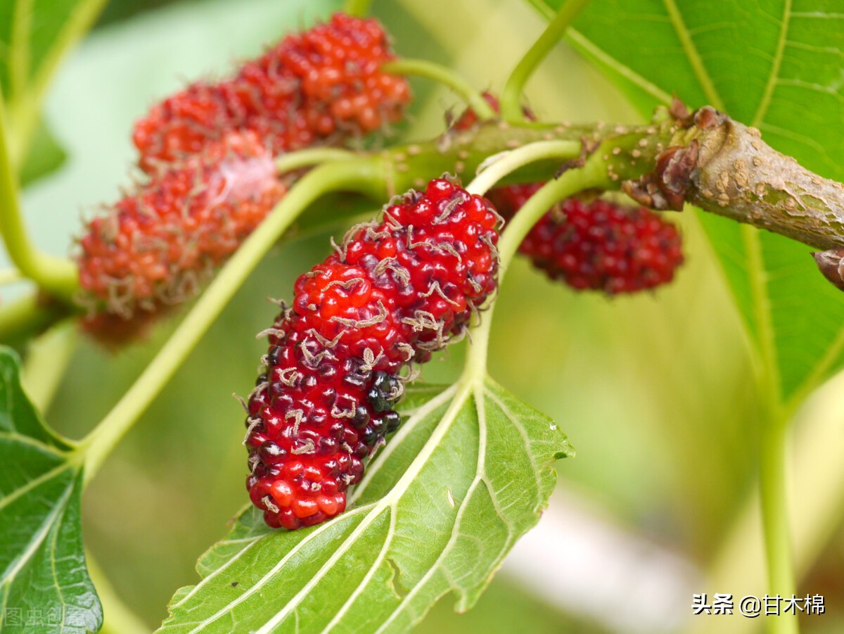 童年野果子,儿时的野果子总让人回味无穷