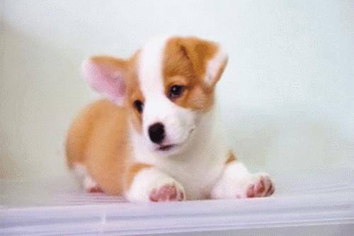 柯基宝宝小短腿柯基,短腿柯基长腿柯基