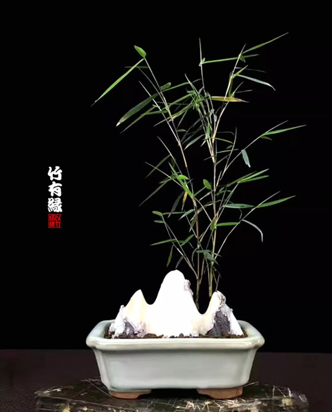 《竹子浇水宝典》竹子浇水是门大学问！