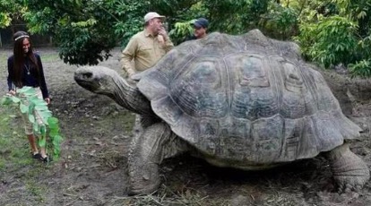 世界上最大的龟将近2000斤,世界上最大的体型的龟