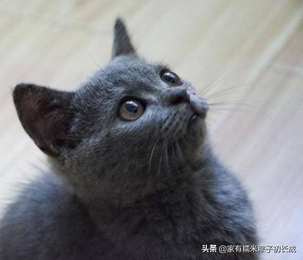 猫咪之间交流不会喵喵叫,猫咪是如何和别的猫说话的