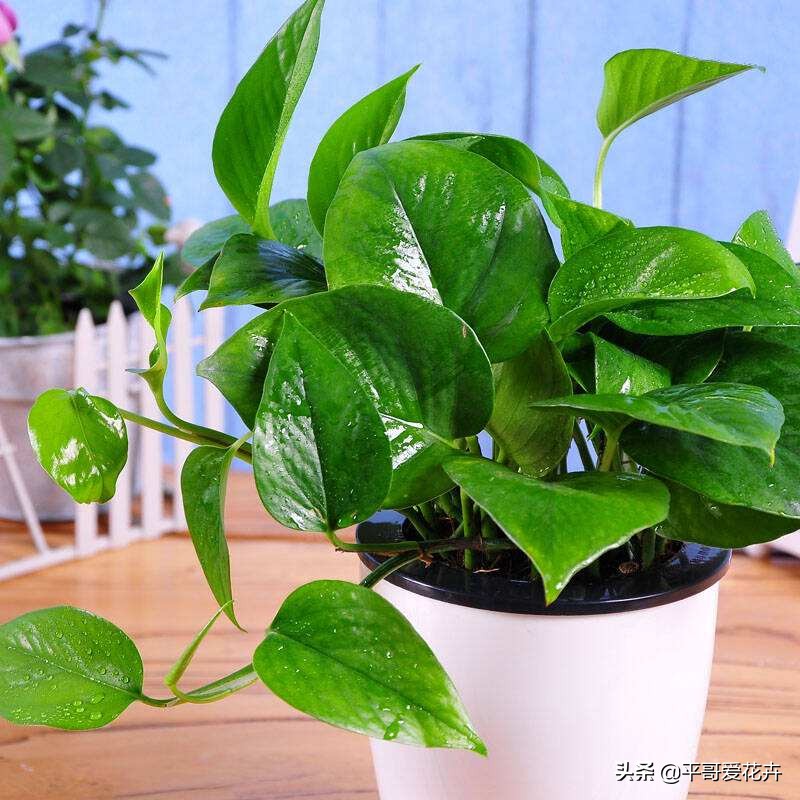 绿萝这样浇水不黄叶不烂根,绿萝怎么养才不会黄叶使叶绿肥厚
