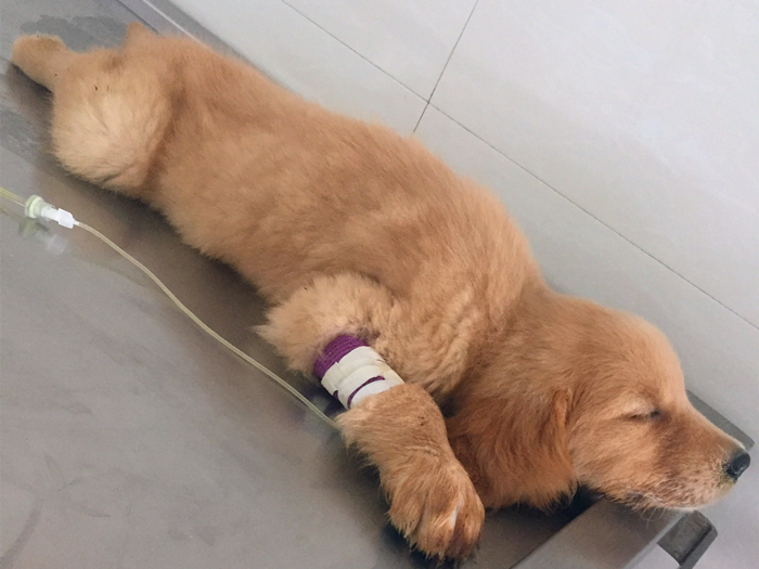 狗狗贫血缺钙怎么补最好,狗狗贫血严重除了输血还能怎么办