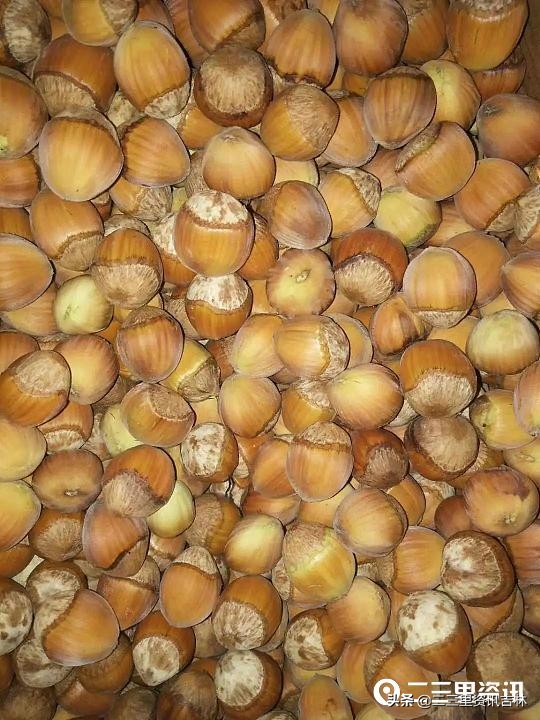 富太大榛子磐石臻园,富太大榛子