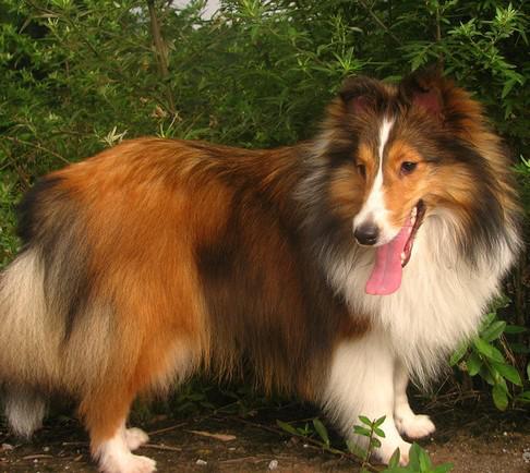 世界上一百种狗的图片,世界十种名贵狗