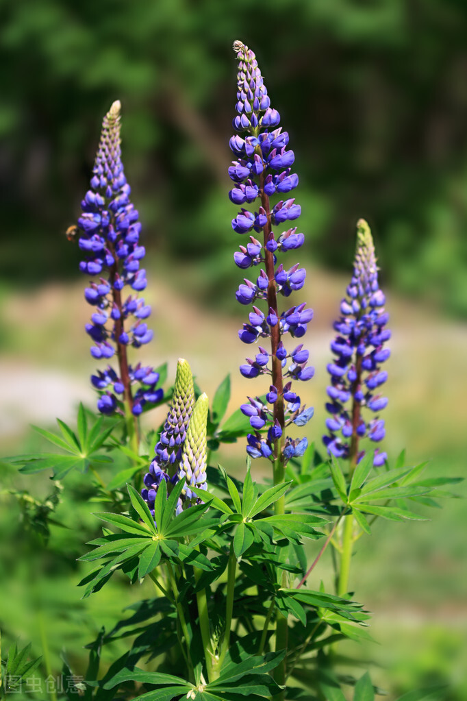 每个十一月生日对应的生日花,365天每天代表生日的花有哪些