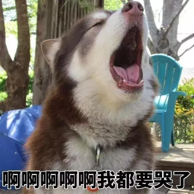 樟脑丸对宠物的危害,樟脑丸对狗有害吗