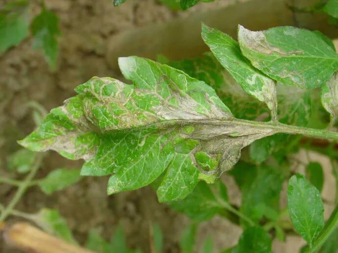 番茄顶部叶片扭曲是怎么了,番茄受冻后叶片变脆怎么办