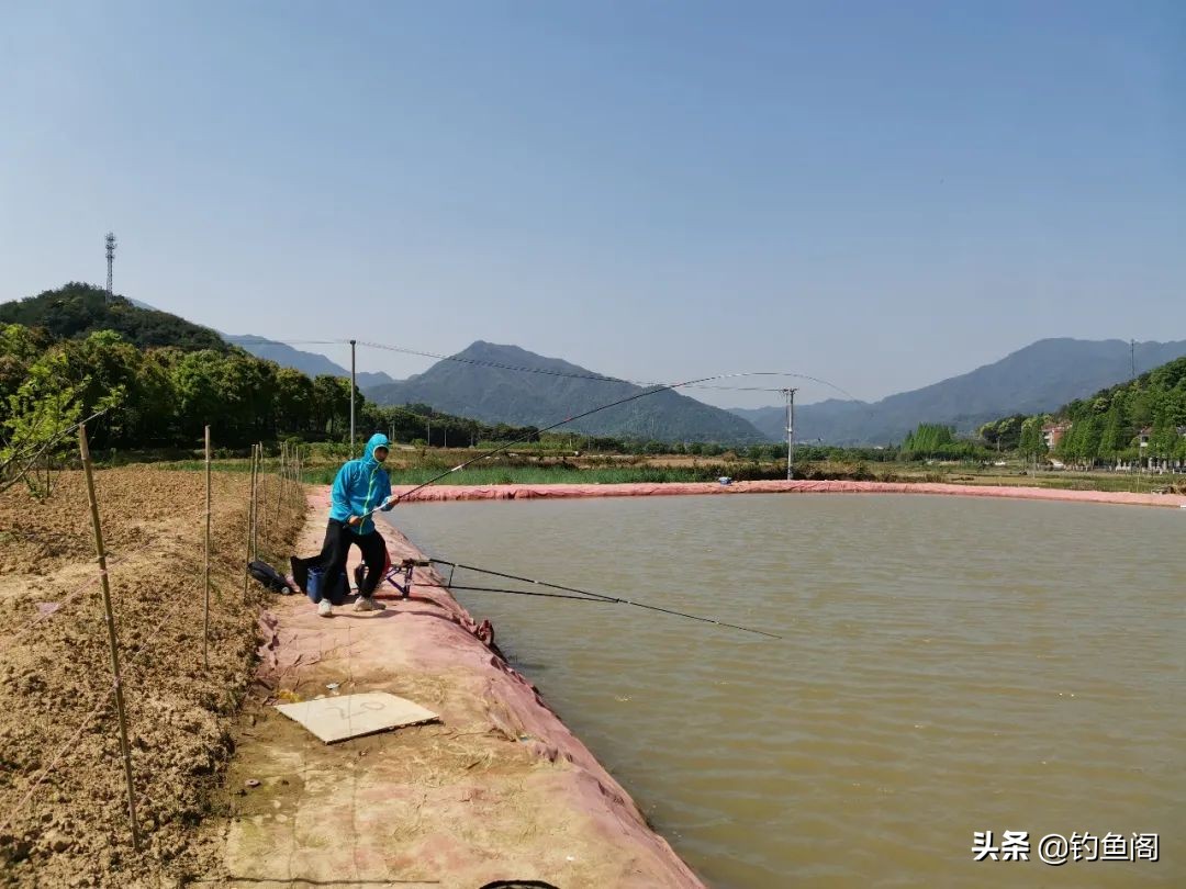 黑坑正钓总是不开口是什么原因,钓黑坑鲤鱼别人上鱼自己总是没口