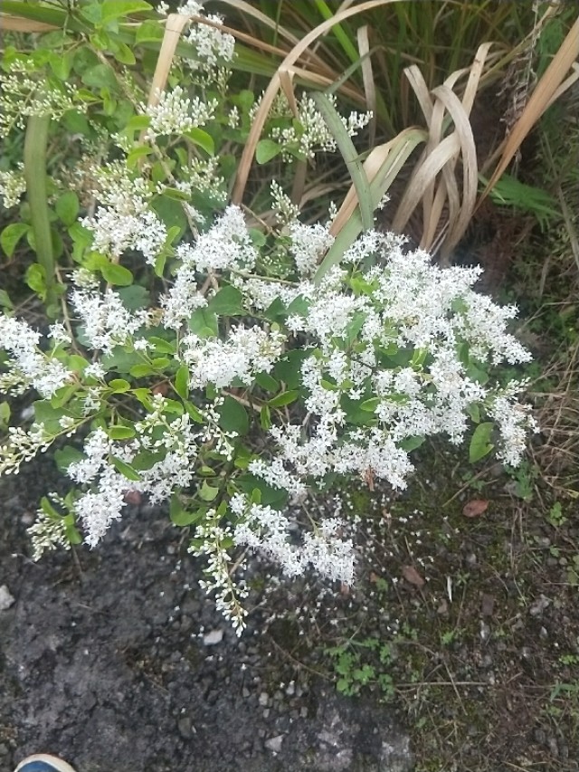 蜜蜂白头蛹如何防治,蜜蜂会自己清理白头蛹吗