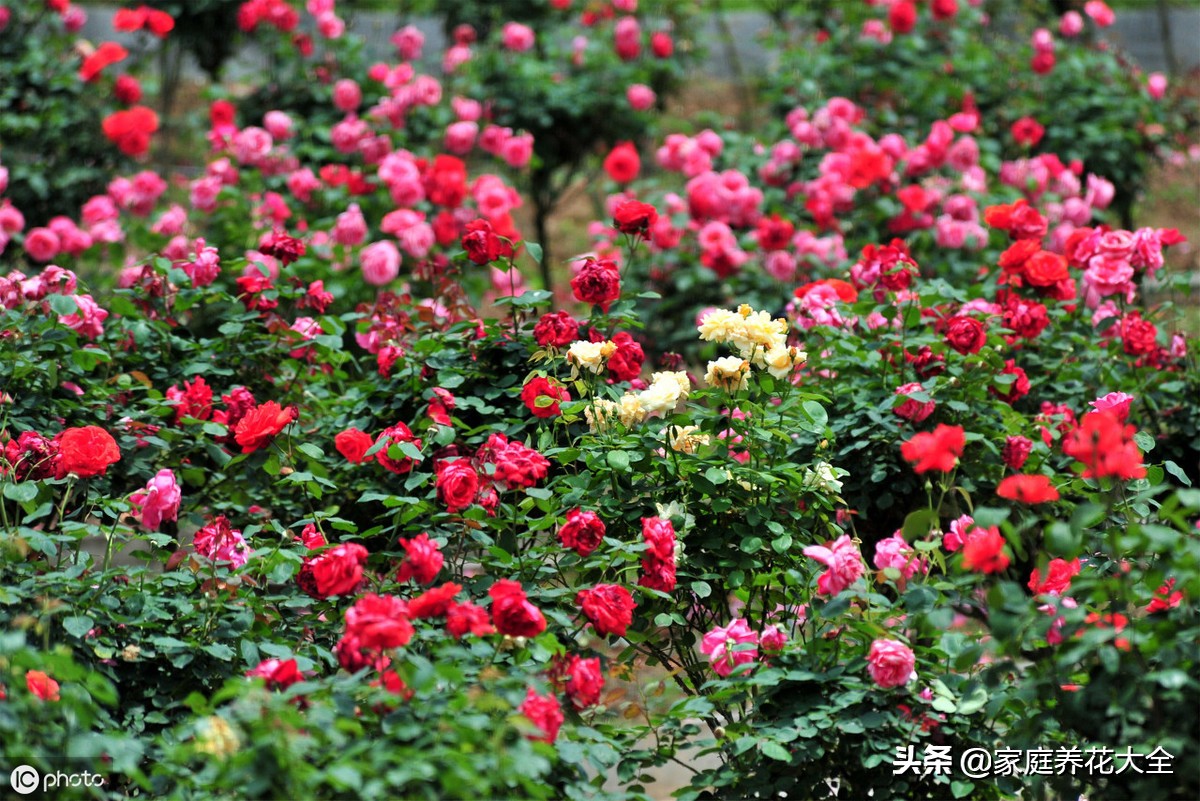 月季叶片斑点,月季叶片发红发黄