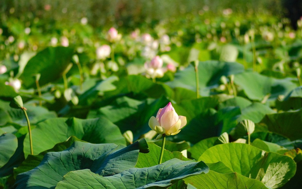 绿源山水一日游,绿源山水有什么好玩的