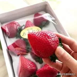 草莓一亩能赚多少钱,白色草莓一亩能赚多少钱