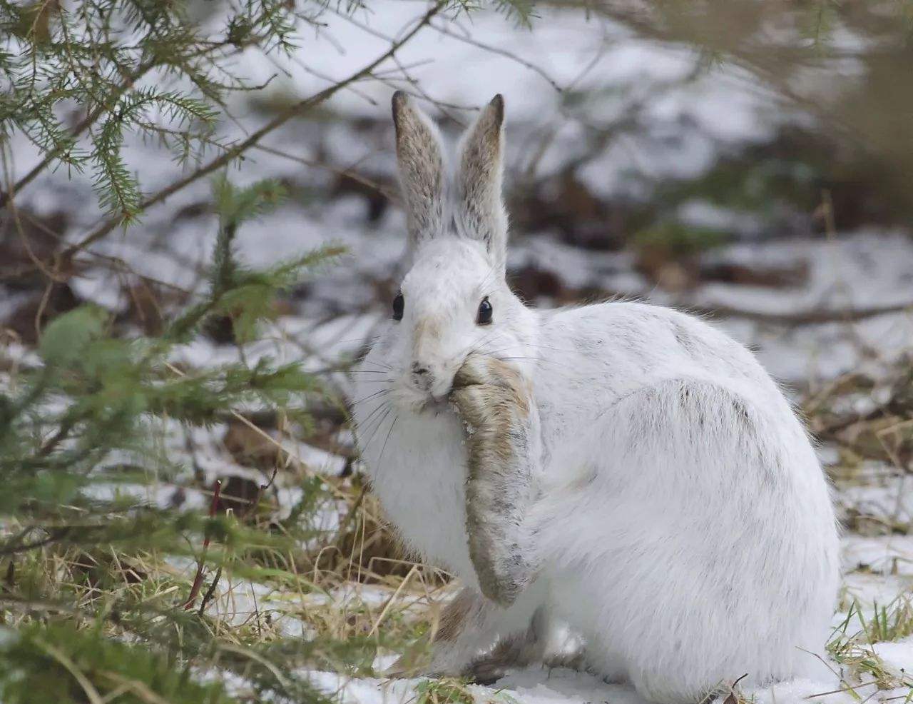 兔子的食性和饮食习性有哪些特点,兔子除吃草外还会吃什么