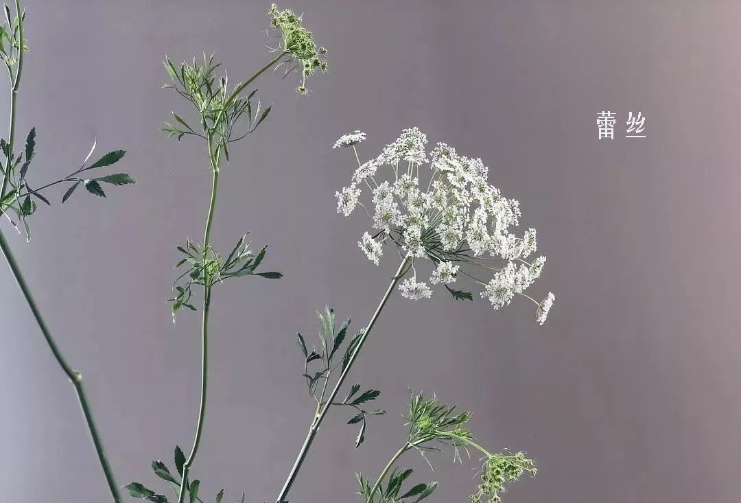 鲜花店常见花材品种大全,花店里同款的两种不同价格的花材