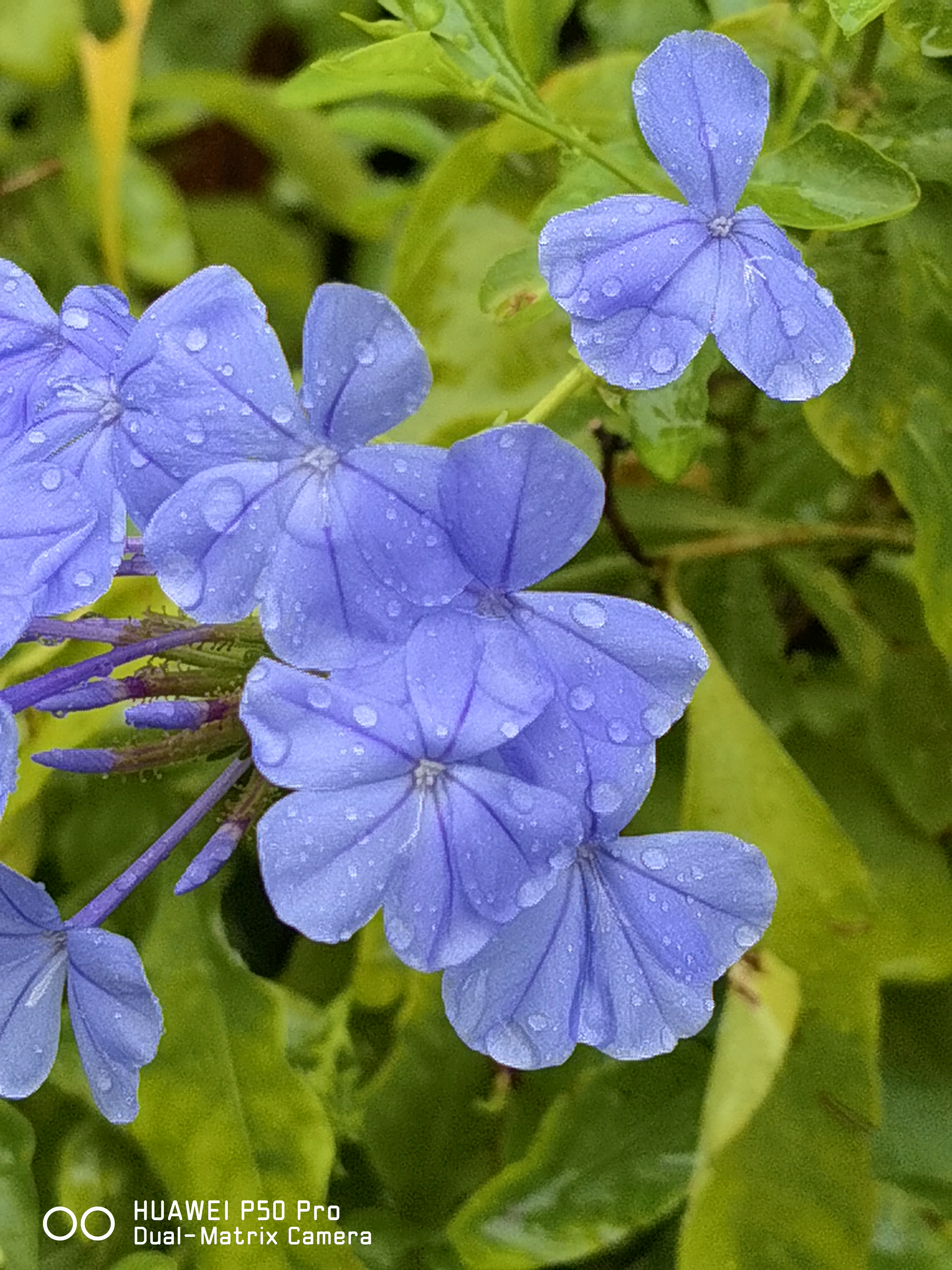 华为p50pro实测,华为p50pro变焦测试