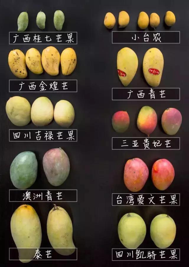 芒果品种西施芒,芒果品种四季蜜芒