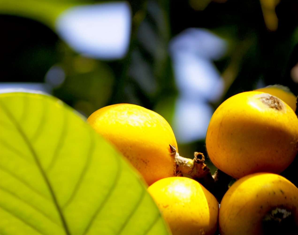 五月枇杷黄似橘诗句,五月枇杷黄似橘原文