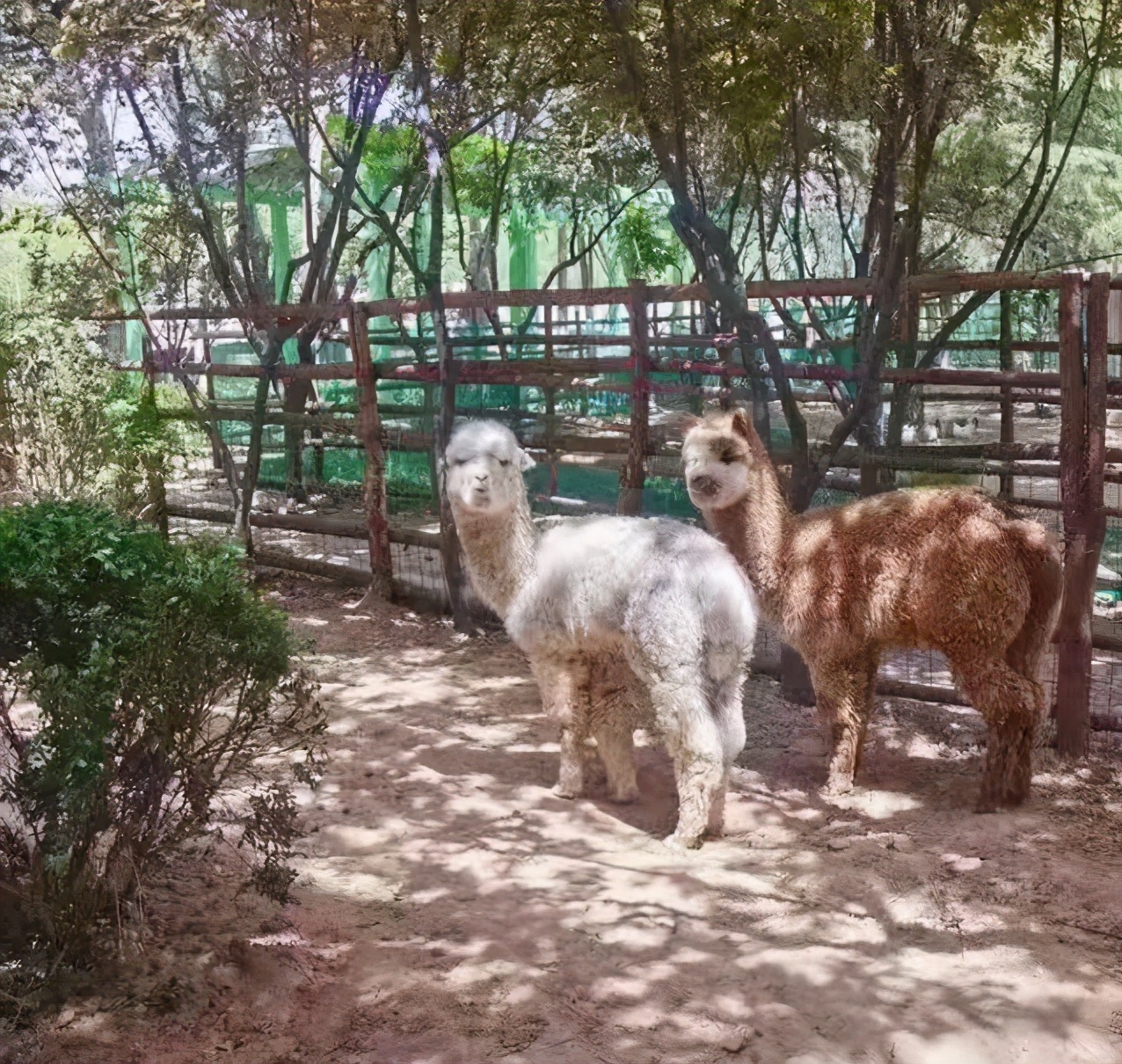 济南儿童乐园游玩攻略,济南童梦奇缘主题乐园游玩攻略