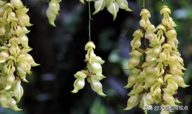 各市市花是哪些花呢,市花大全及其意义