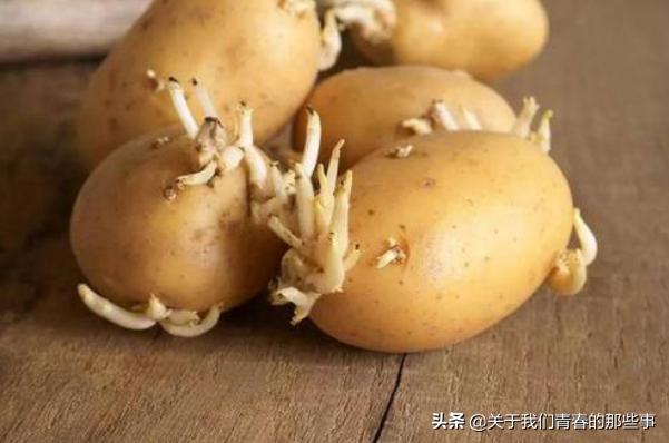 土豆发小芽没变青还能吃吗,土豆这样存一年都不变青不发芽