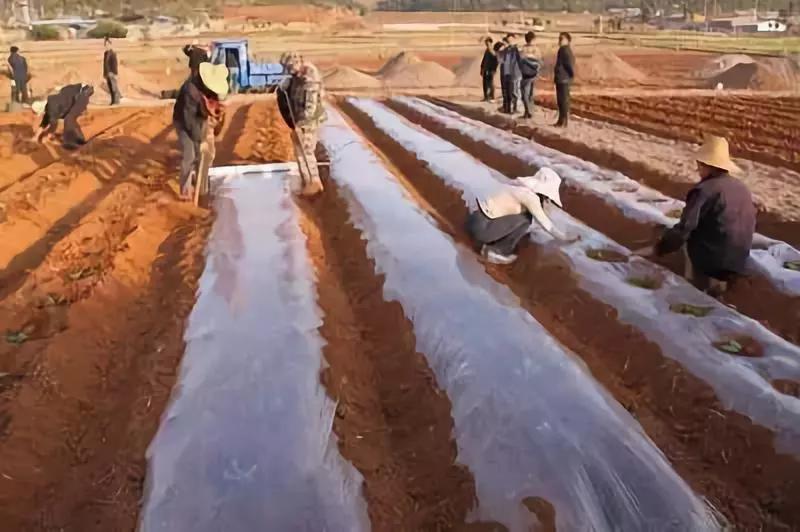 不同颜色地膜不同用处,不同颜色的地膜有什么区别