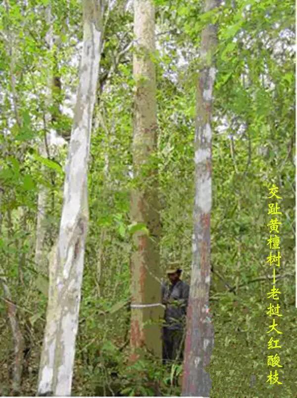 什么是交趾黄檀,年年红交趾黄檀