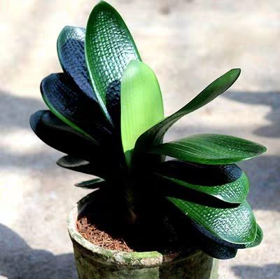 给君子兰浇水视频,给君子兰浇水指南怎么写