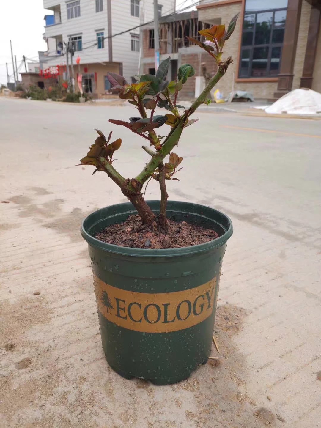 怎么种玫瑰花一年四季都有开花,玫瑰花怎么种可以一年四季都有