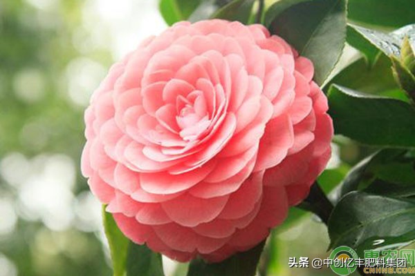 北方养茶花技巧,茶花如何养视频