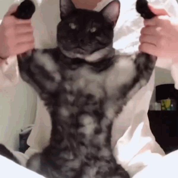 猫咪饲养管理现状,猫和老鼠猫咪现状