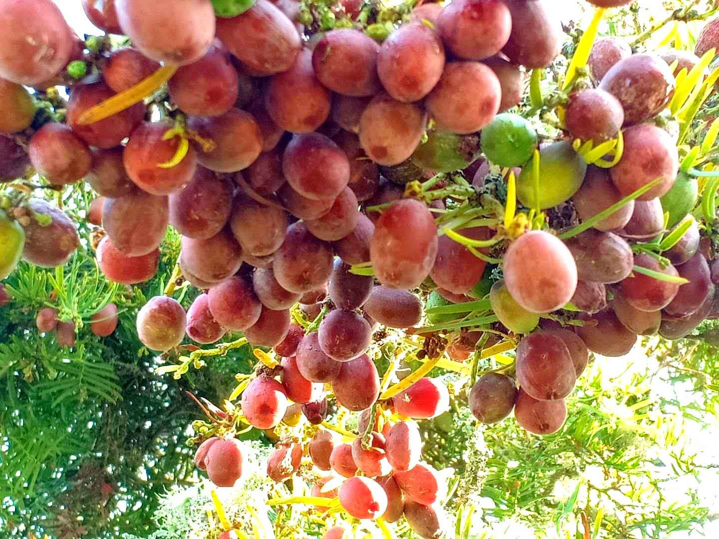 一树山,我的精神家园