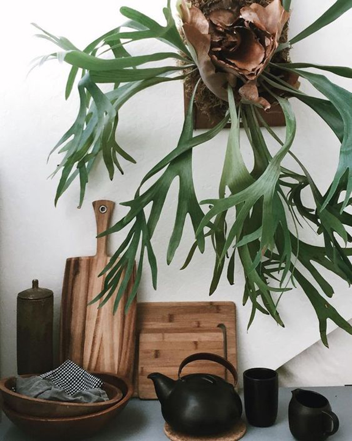 蕨类植物生物知识点有哪些,蕨类植物百科知识