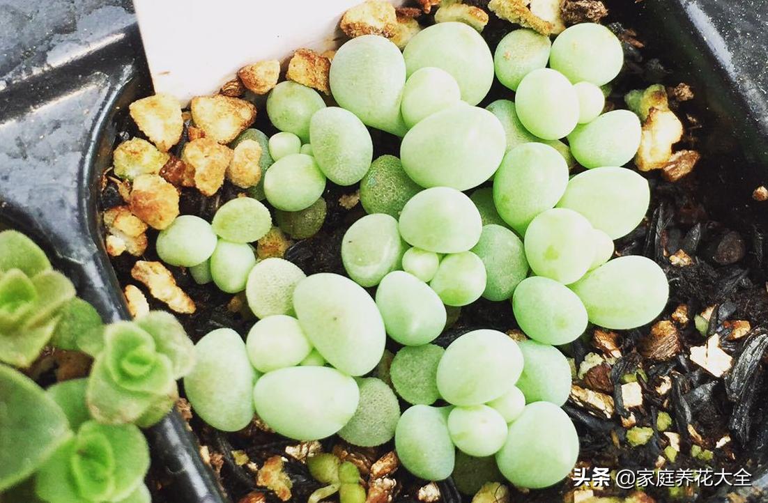 发芽最快的多肉种子,多肉种子发芽生长过程