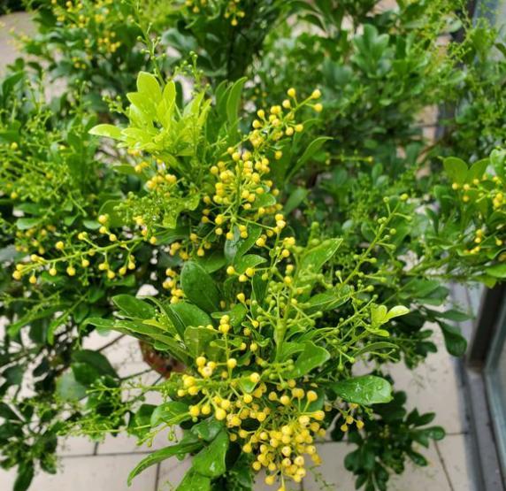 米兰花用什么肥枝繁叶茂,米兰花开花时如何养护