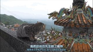 大家都在争抢猫爪杯？吸猫的最高境界，带着摄影机“猫步走天下”