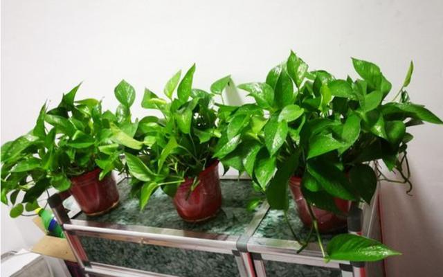 绿萝叶片发黄原因和处理方法,绿萝叶片发黄怎么补救